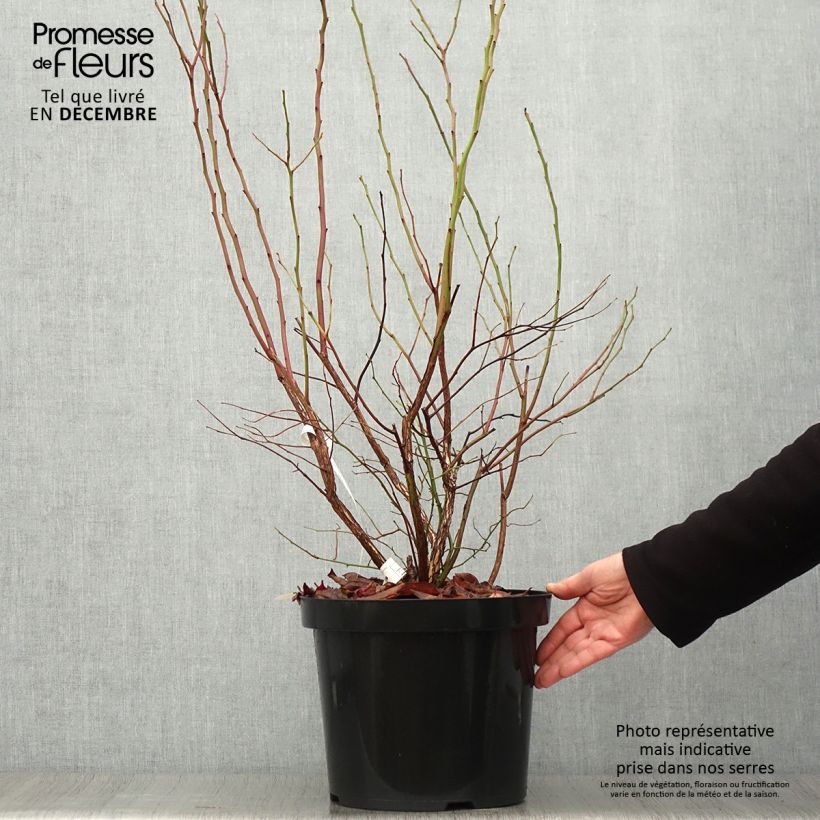 Exemplaar van Blauwe bes Goldtraube Pot van 7,5 l/10 l, Struik zoals geleverd in de herfst