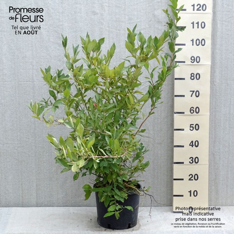 Exemplaar van Blauwe bes Goldtraube Pot van 7,5 l/10 l, Struik zoals geleverd in de zomer