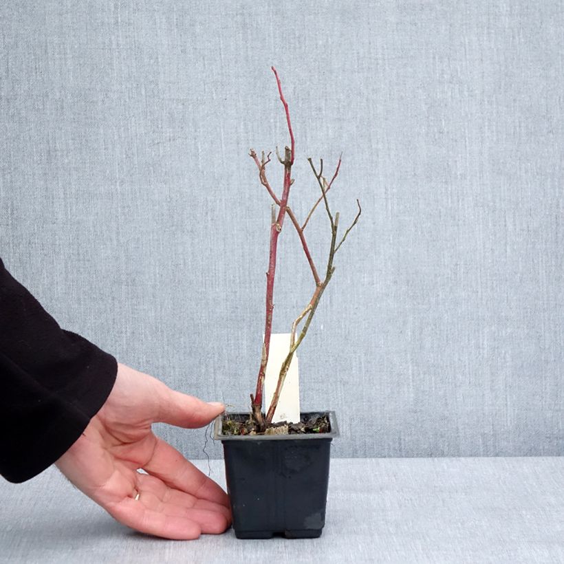 Exemplaar van Blauwe bes Goldtraube Kweekpotje van 8/9 cm zoals geleverd in de winter