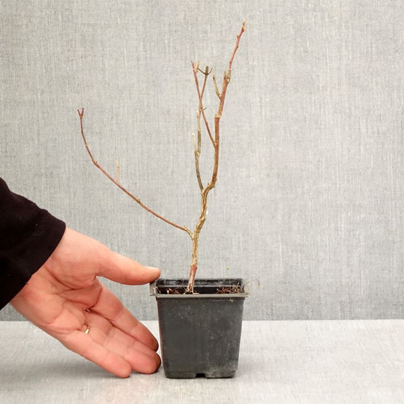 Exemplaar van Blauwe bes Goldtraube Kweekpotje van 8/9 cm zoals geleverd in de lente