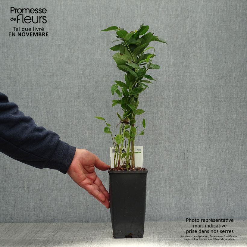 Exemplaar van Blauwe bes Blue Crop Pot van 1,5 l/2 l, Struik zoals geleverd in de herfst