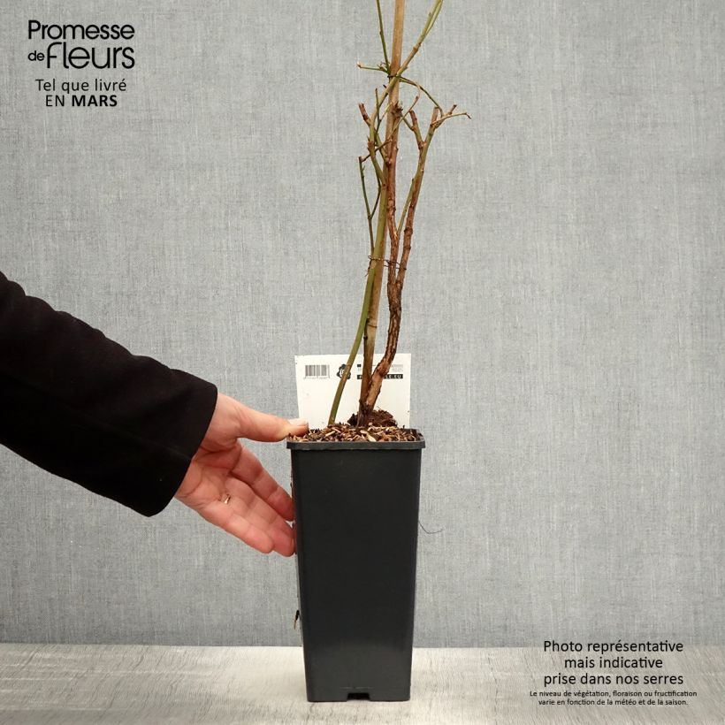 Exemplaar van Blauwe bes Blue Crop Pot van 1,5 l/2 l, Struik zoals geleverd in de lente