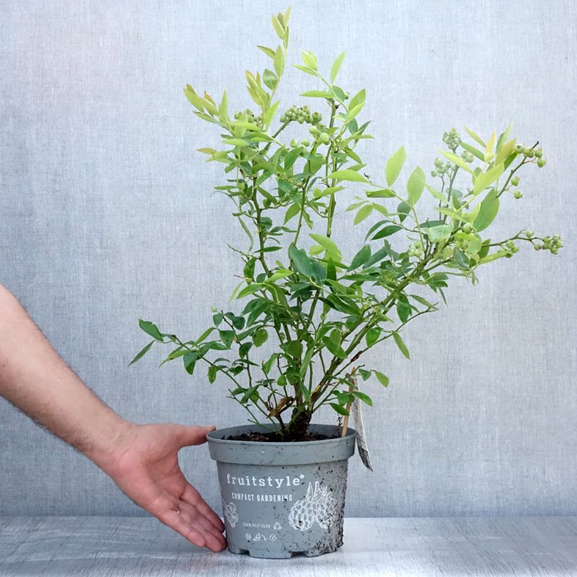 Exemplaar van Blauwe bes Blue Crop Pot van 4 l/5 l zoals geleverd in de zomer