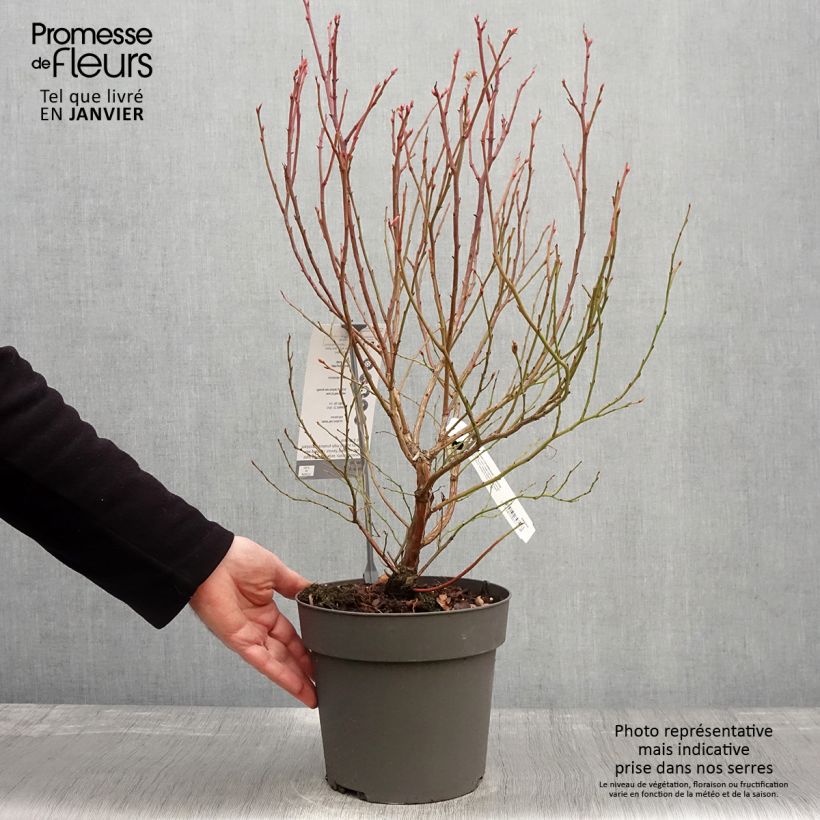 Exemplaar van Blauwe bes Blue Crop Pot van 4 l/5 l zoals geleverd in de winter