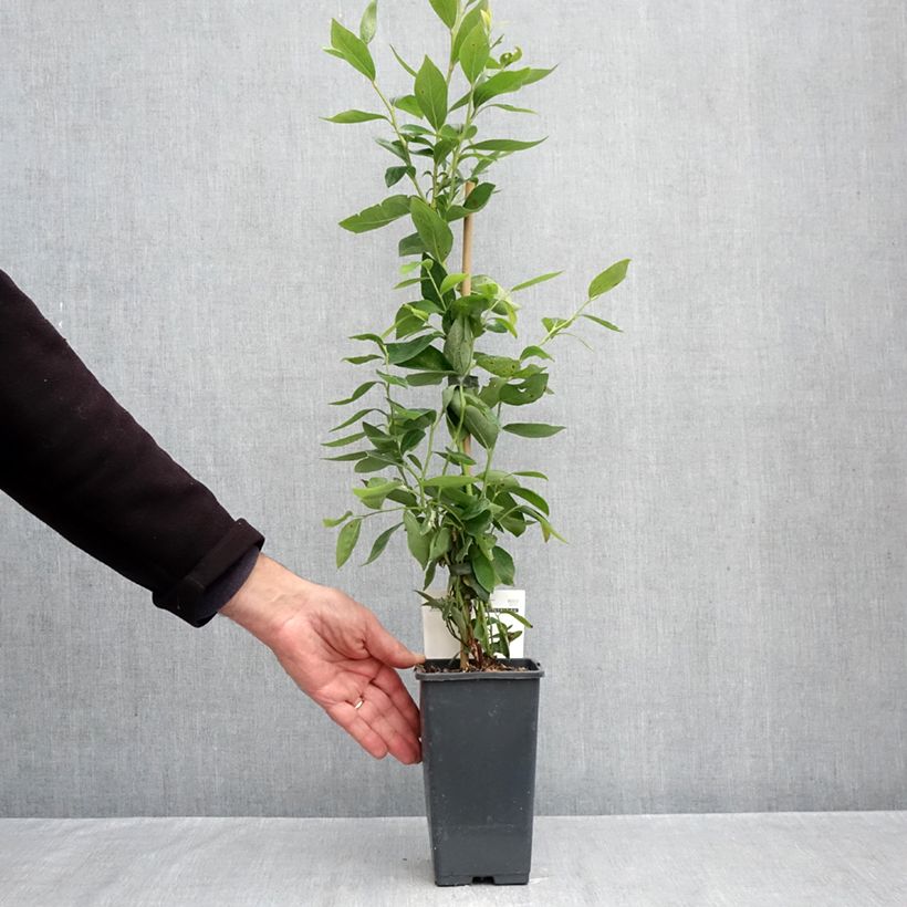 Exemplaar van Blauwe bes Blue Dessert Pot van 1,5 l/2 l, Struik zoals geleverd in de herfst