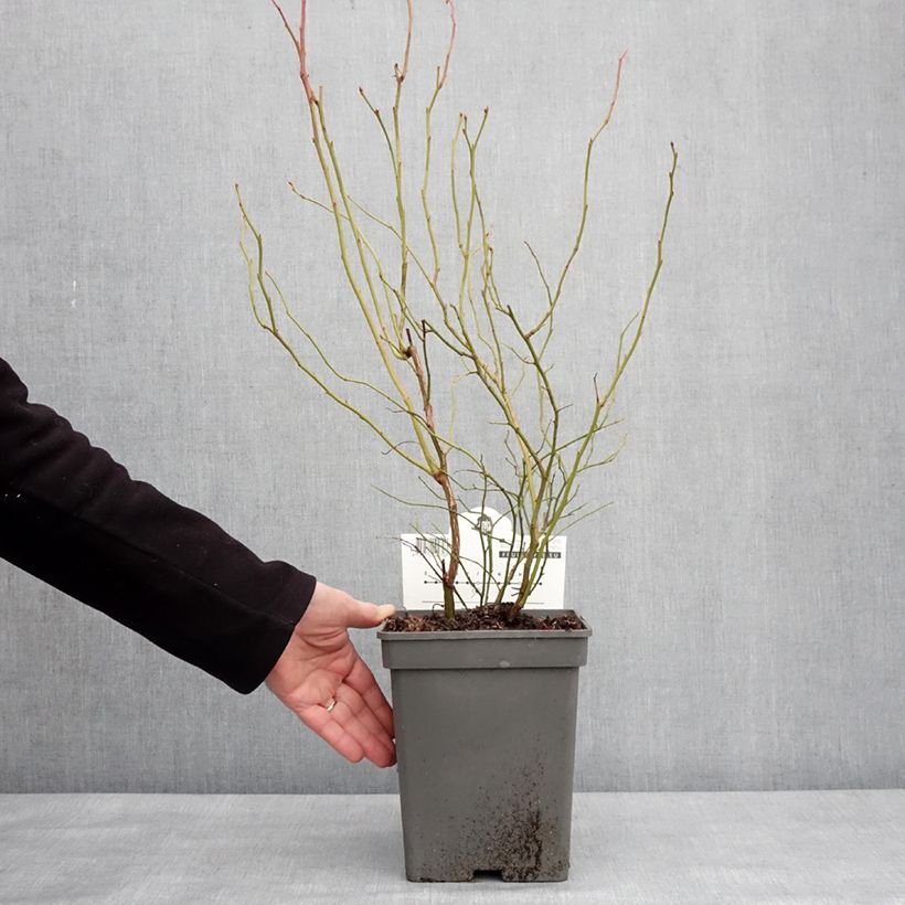 Exemplaar van Blauwe bes Blue Dessert Pot van 3 l/4 l, Pol zoals geleverd in de winter