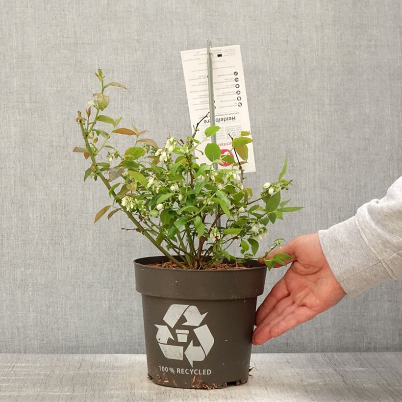 Exemplaar van Blauwe bes Blue Dessert Pot van 3 l/4 l, Pol zoals geleverd in de lente