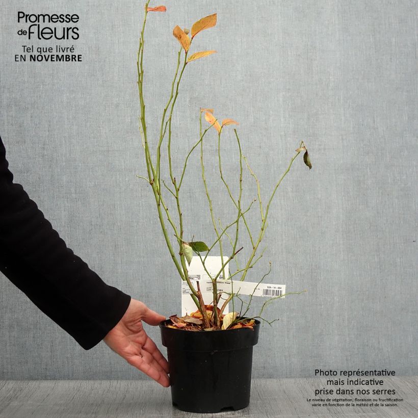 Exemplaar van Blauwe bes Blue Jay Pot van 1,5 l/2 l, Struik zoals geleverd in de herfst