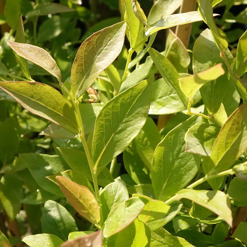 Blauwe bes Blue Roma (Blad)