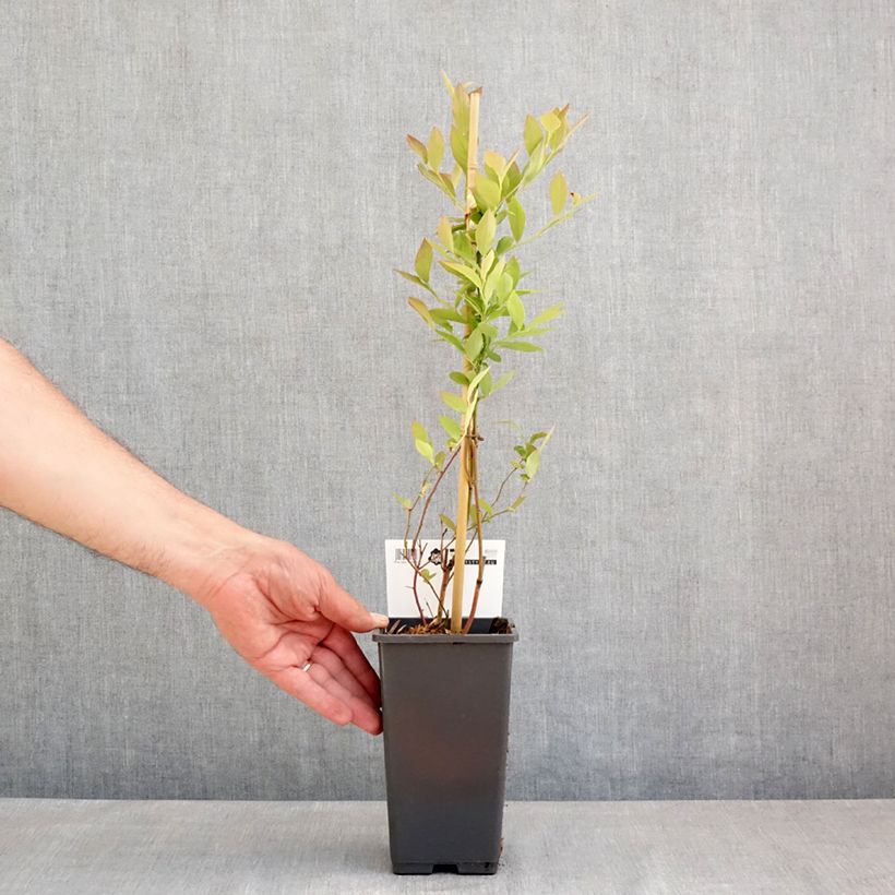 Exemplaar van Blauwe bes Blue Roma Pot van 3 l/4 l, Pol zoals geleverd in de lente