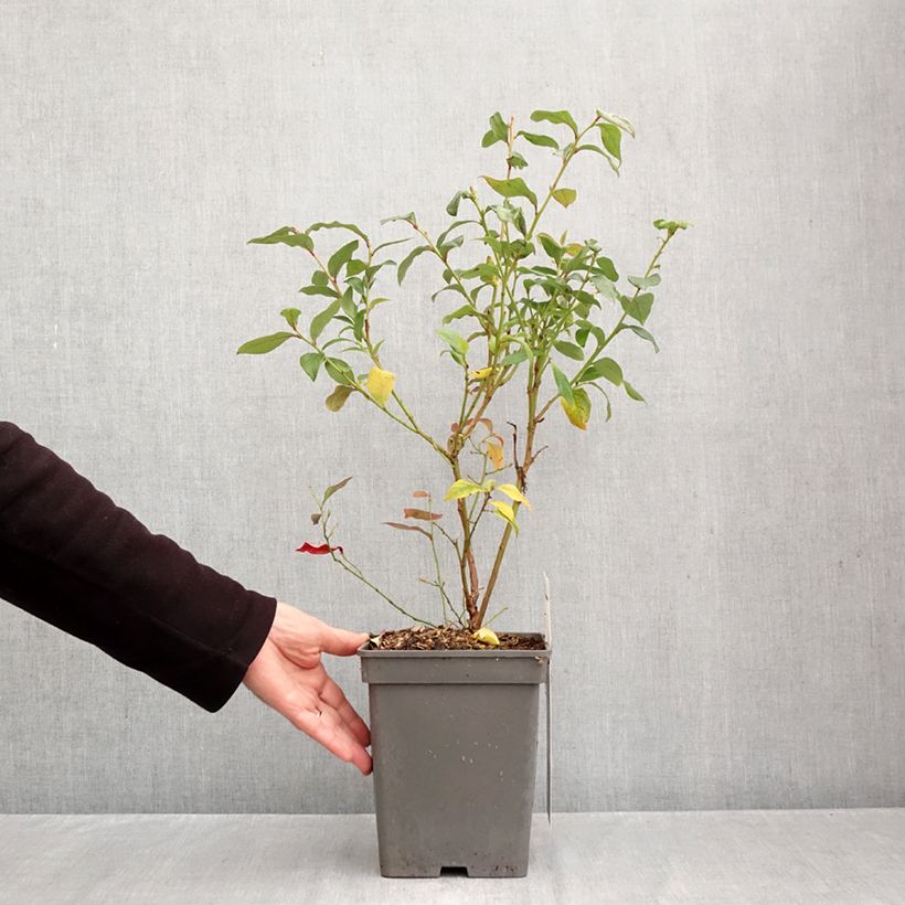 Exemplaar van Blauwe bes Blue Roma Pot van 3 l/4 l, Pol zoals geleverd in de herfst