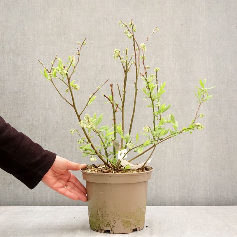 Exemplaar van Blauwe bes Blue Suede Pot van 4 l/5 l, Struik zoals geleverd in de lente