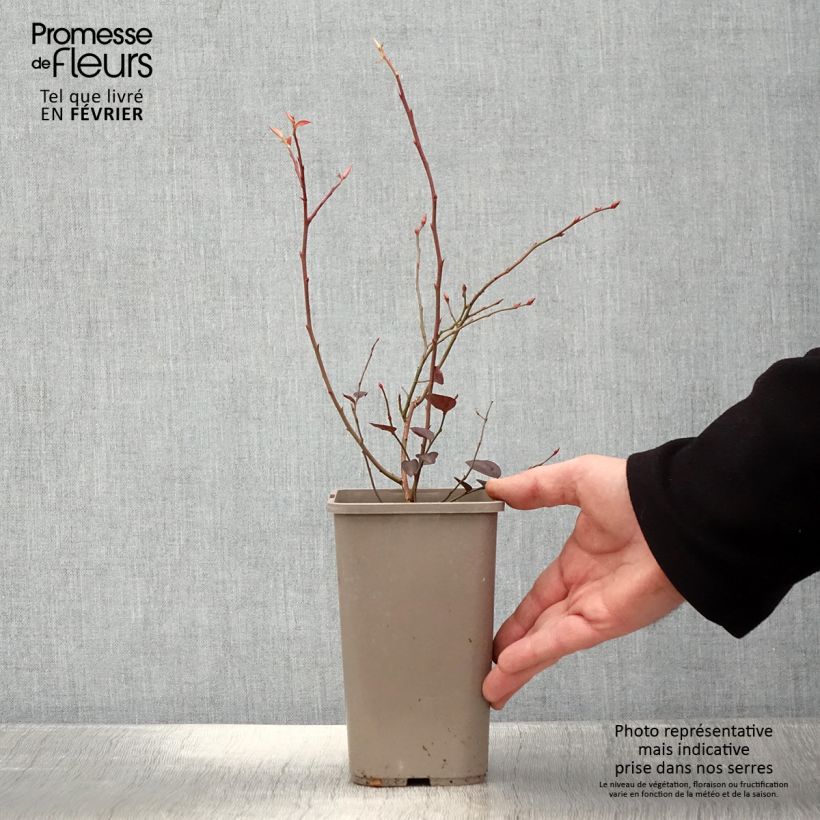 Exemplaar van Blauwe bes Blues Brothers Pot van 1,5 l/2 l zoals geleverd in de winter