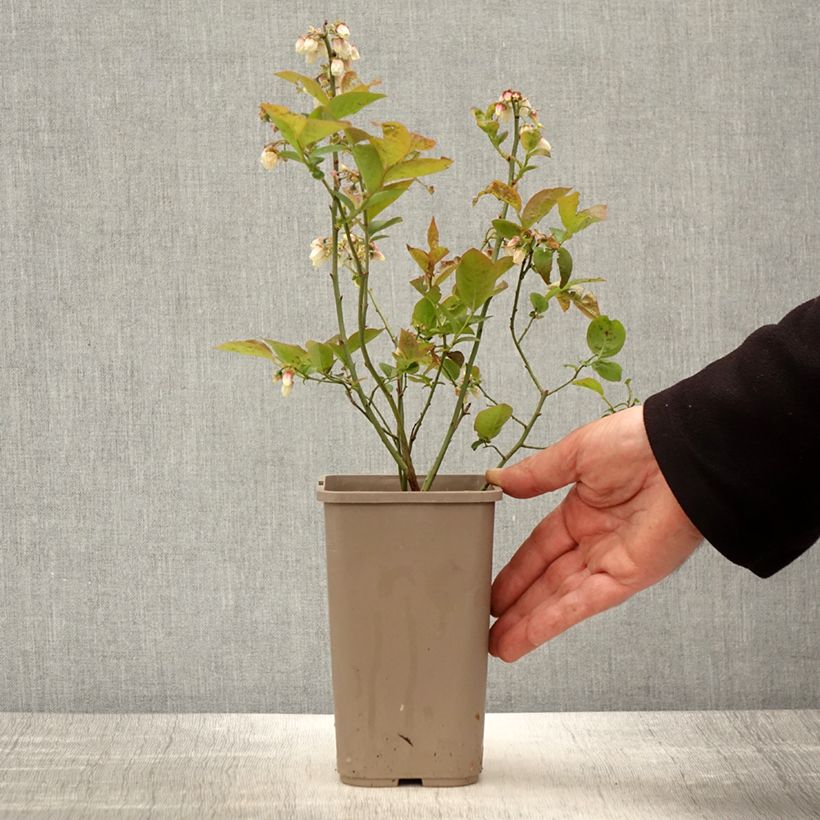 Exemplaar van Blauwe bes Blues Brothers Pot van 1,5 l/2 l zoals geleverd in de lente