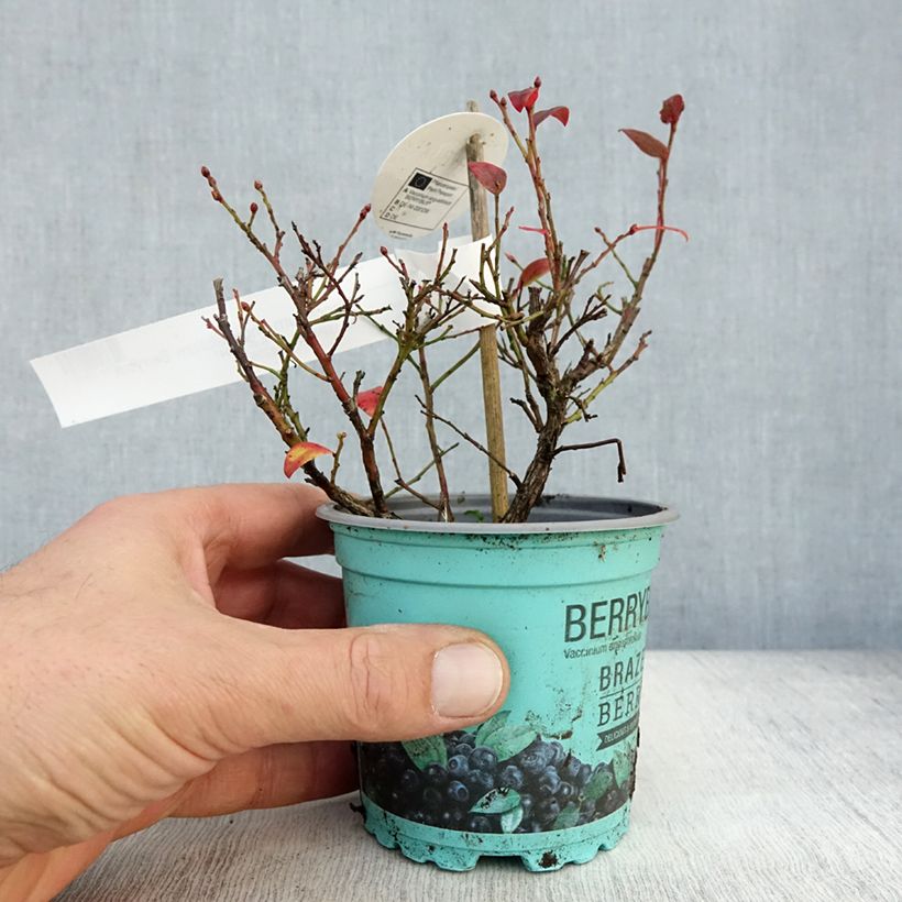 Exemplaar van Bosbes BerryBux Pot van 10 cm/11 cm zoals geleverd in de herfst