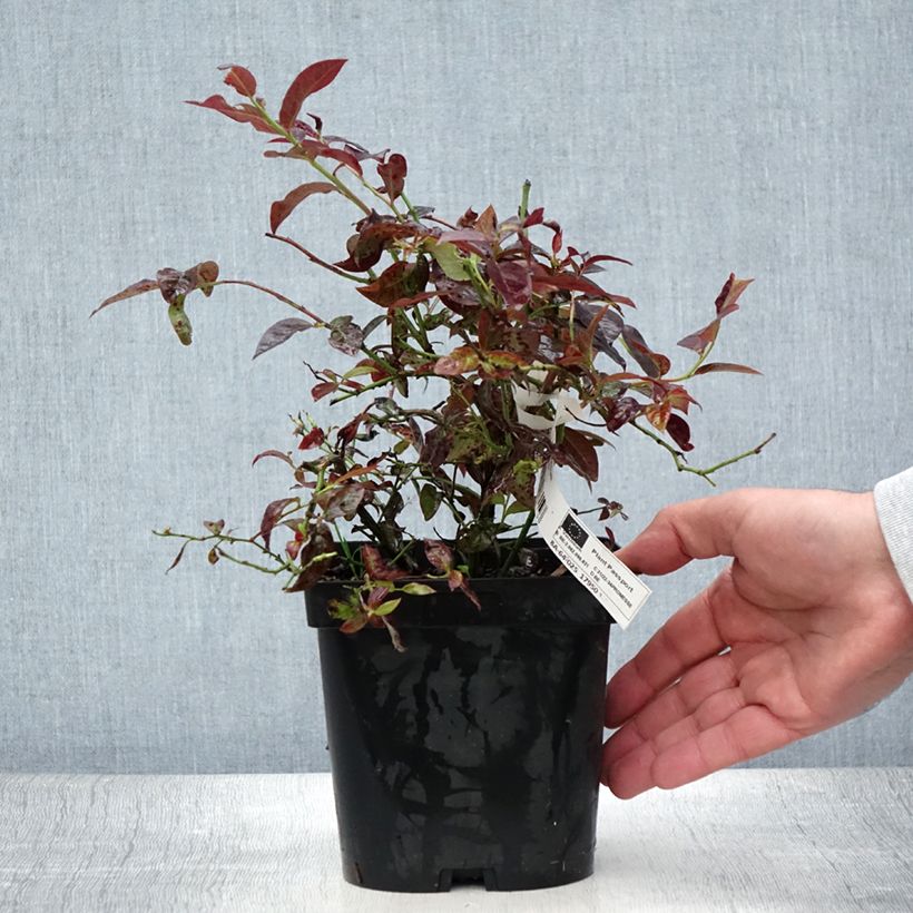Exemplaar van Blauwe bes Cabernet Splash Pot van 2 l/3 l, Struik zoals geleverd in de zomer