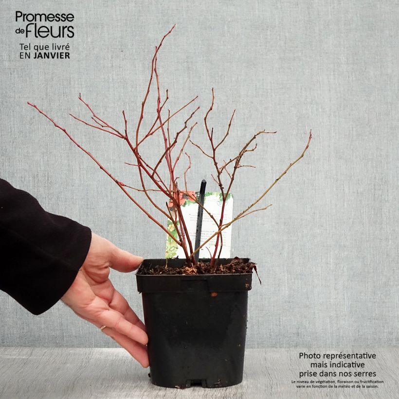 Exemplaar van Blauwe bes Chandler Pot van 1,5 l/2 l, Struik zoals geleverd in de winter