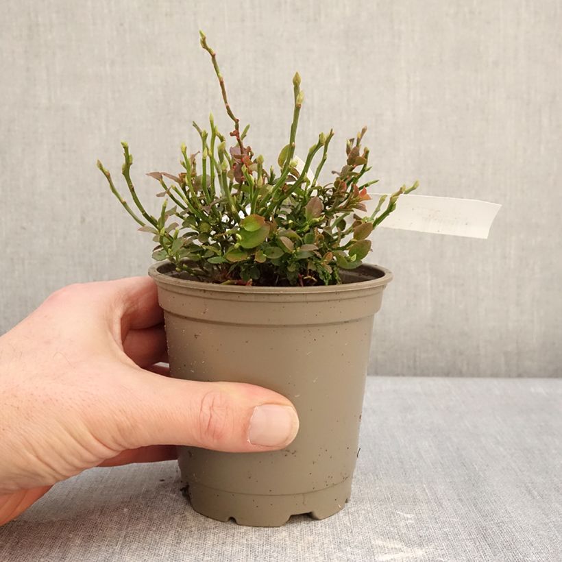 Exemplaar van Blauwe bosbes - Vaccinium myrtillus Pot van 12 cm / 13 cm, Struik zoals geleverd in de winter