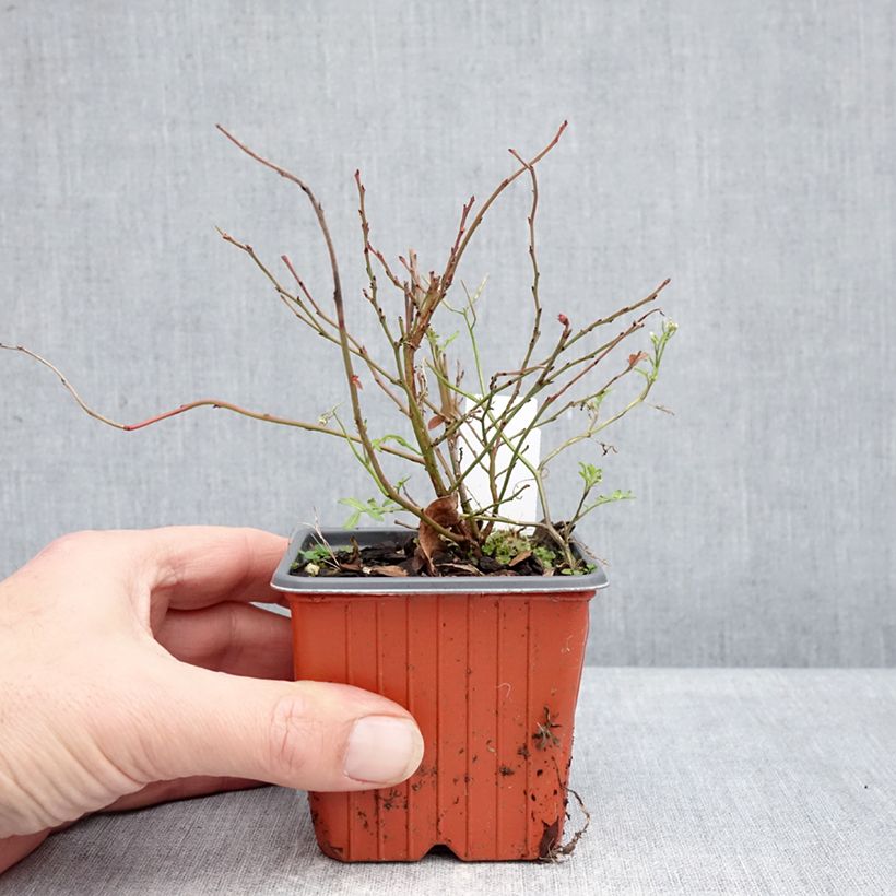 Exemplaar van Blauwe bes Elliott Kweekpotje van 8/9 cm, Struik zoals geleverd in de winter