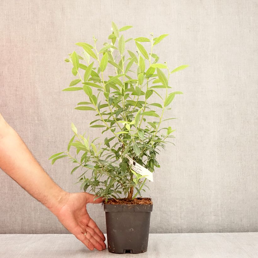 Exemplaar van Blauwe bes Elliott Pot van 2 l/3 l, Pol zoals geleverd in de zomer