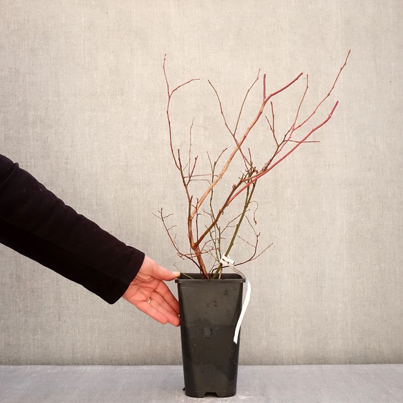 Exemplaar van Blauwe bes Elliott Pot van 2 l/3 l, Pol zoals geleverd in de winter