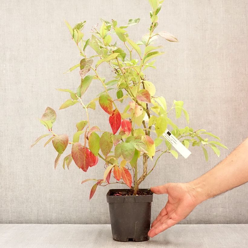 Exemplaar van Blauwe bes Hardyblue Pot van 2 l/3 l, Pol zoals geleverd in de zomer