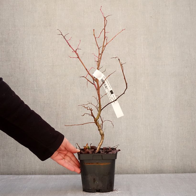 Exemplaar van Blauwe bes Hardyblue Pot van 2 l/3 l, Pol zoals geleverd in de winter