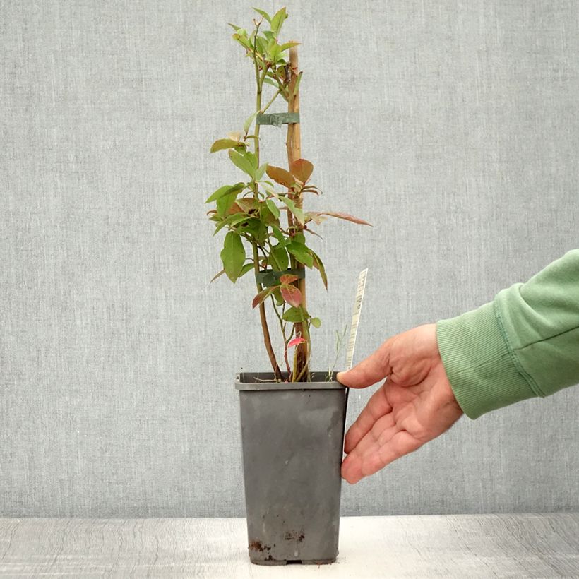 Exemplaar van Blauwe bes Patriot BIO Pot van 1,5 l/2 l, Struik zoals geleverd in de zomer