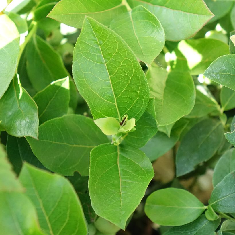 Blauwe bes Patriot BIO (Blad)