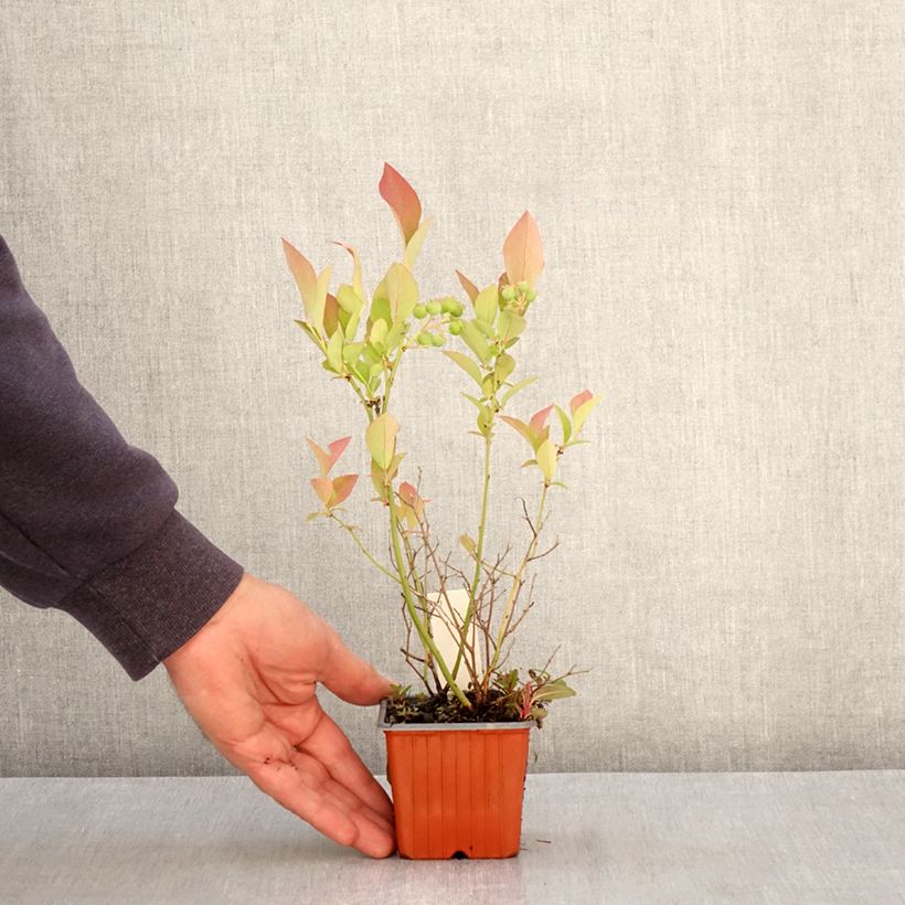 Exemplaar van Blauwe bes Flamingo Kweekpotje van 8/9 cm, Struik zoals geleverd in de lente