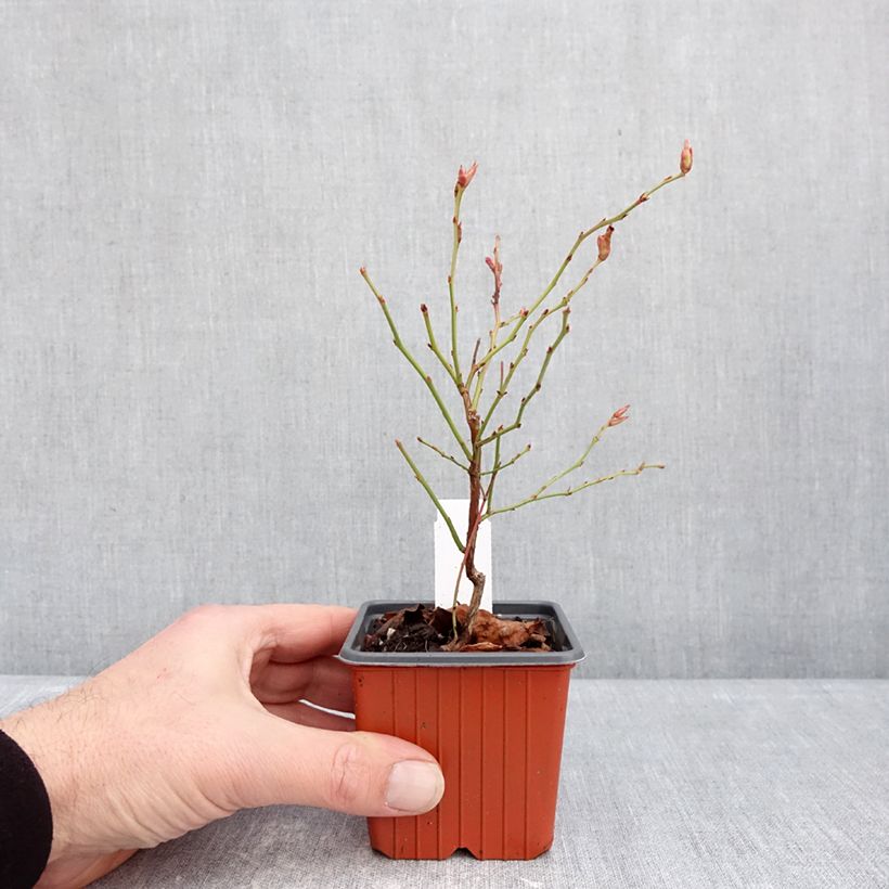 Exemplaar van Blauwe bes Flamingo Kweekpotje van 8/9 cm, Struik zoals geleverd in de winter