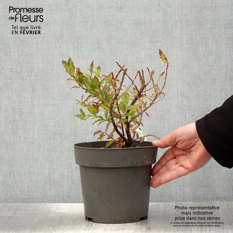 Exemplaar van Azoren-bosbes Blautropf Pot van 1,5 l/2 l, Pol zoals geleverd in de winter