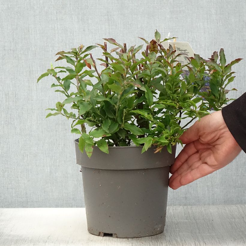 Exemplaar van Azoren-bosbes Blautropf Pot van 1,5 l/2 l, Pol zoals geleverd in de lente