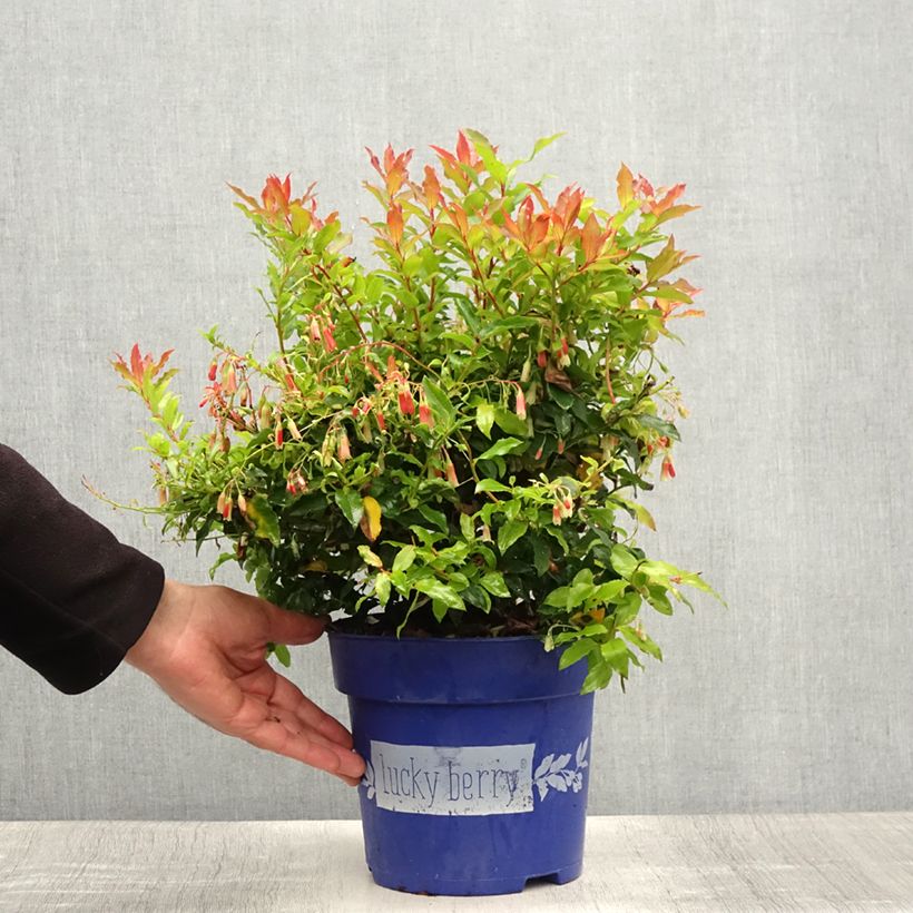 Exemplaar van Blauwe bes Lucky Berry Pot van 4 l/5 l, Pol zoals geleverd in de zomer