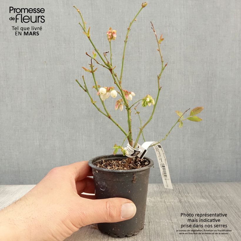 Exemplaar van Blauwe bes Patriot Kweekpotje van 8/9 cm zoals geleverd in de lente