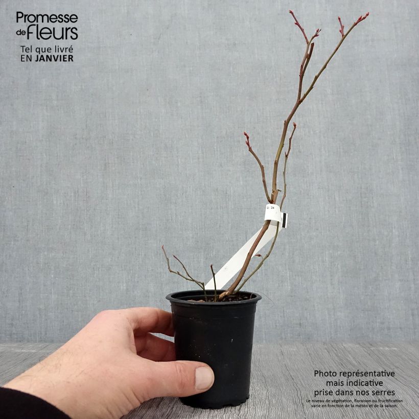 Exemplaar van Blauwe bes Patriot Kweekpotje van 8/9 cm zoals geleverd in de winter