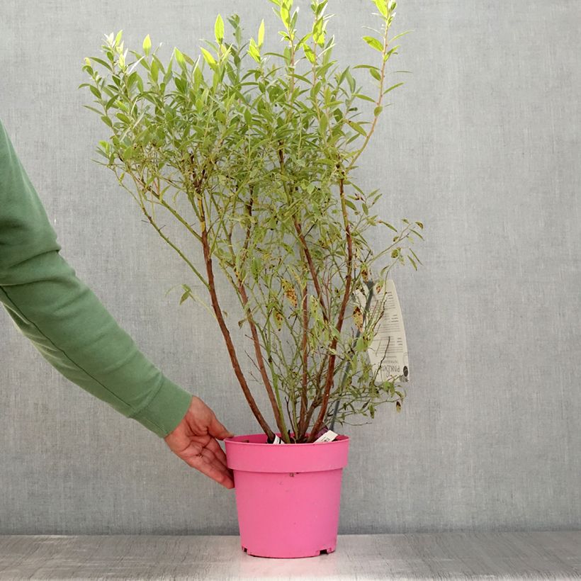 Exemplaar van Blauwe bes Pink Berry Pot van 2 l/3 l, Pol zoals geleverd in de zomer