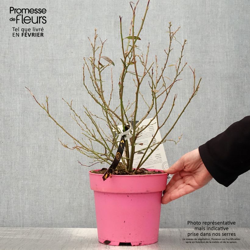 Exemplaar van Blauwe bes Pink Berry Pot van 2 l/3 l, Pol zoals geleverd in de winter