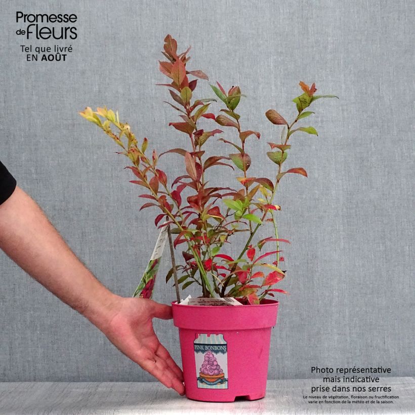 Exemplaar van Blauwe bes Pink Bonbons Pot van 2 l/3 l zoals geleverd in de zomer