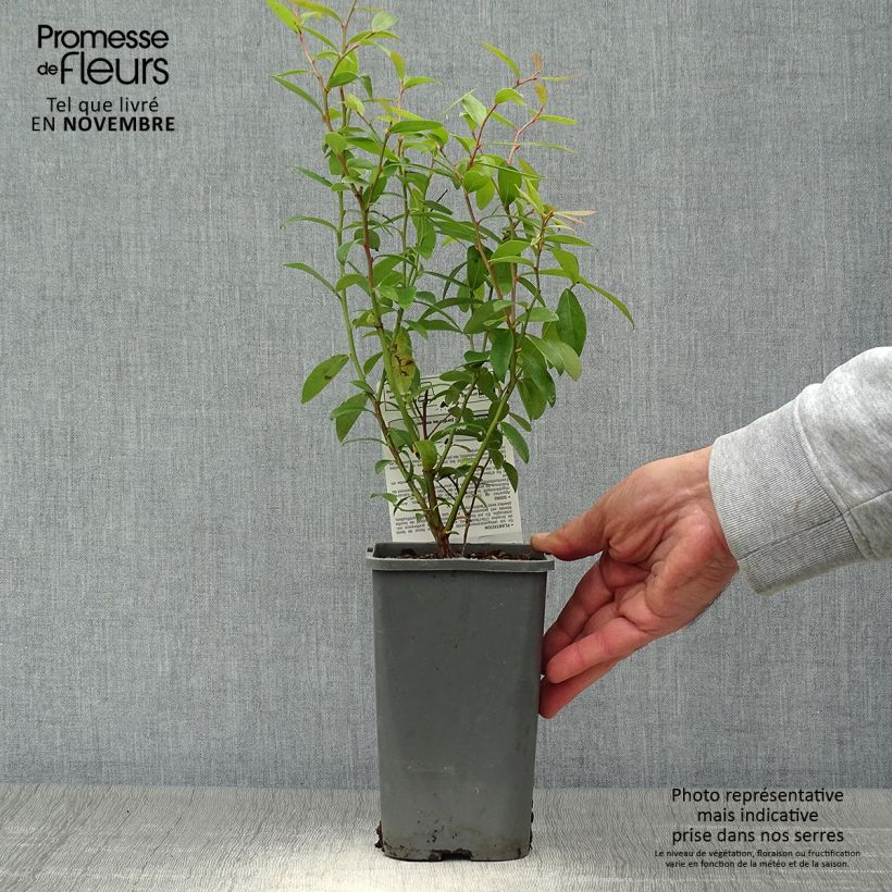 Exemplaar van Bosbes Pink Lemonade BIO Pot van 1,5 l/2 l, Struik zoals geleverd in de herfst