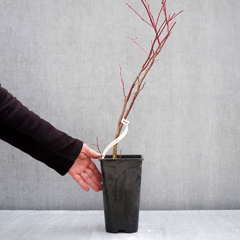 Exemplaar van Blauwe bes Sunshine Blue Pot van 2 l/3 l, Struik zoals geleverd in de winter