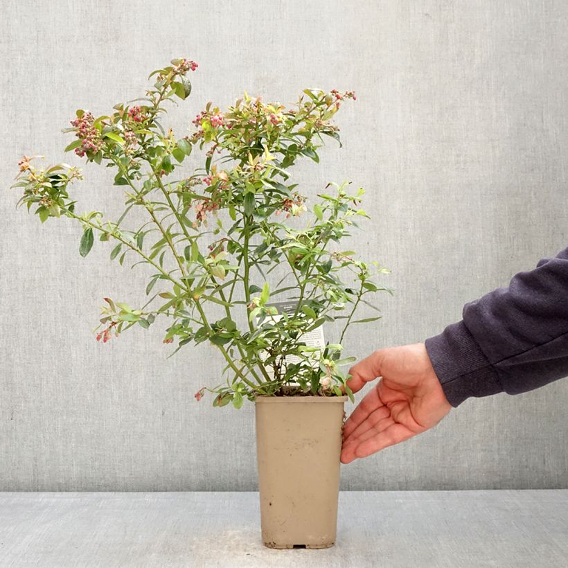 Exemplaar van Blauwe bes Sunshine Blue Pot van 2 l/3 l, Struik zoals geleverd in de lente