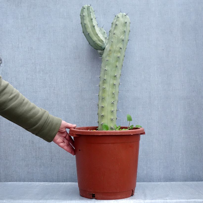 Example of Myrtillocactus geometrizans - Chandelle Bleue Pot van 12 l/15 l as you get in hiver