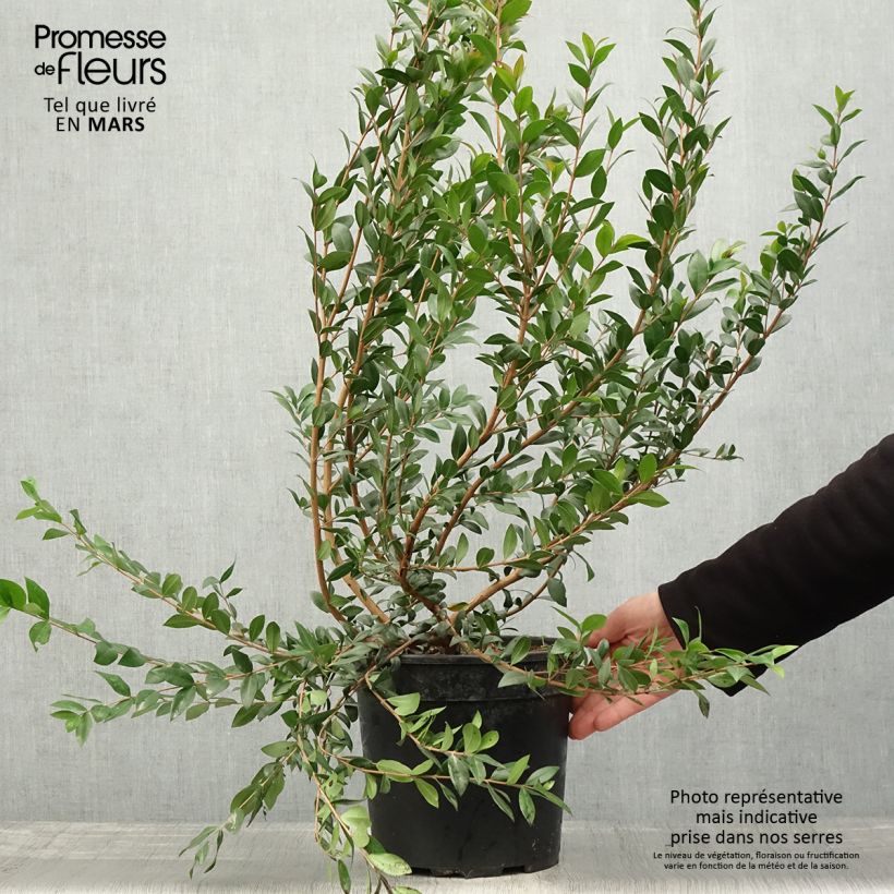 Exemplaar van Myrtus communis - Mirte Pot van 7,5 l/10 l zoals geleverd in de lente