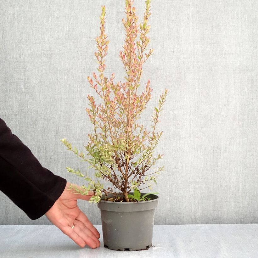 Exemplaar van Myrtus communis Variegata - Bonte mirte Pot van 1,5 l/2 l zoals geleverd in de herfst