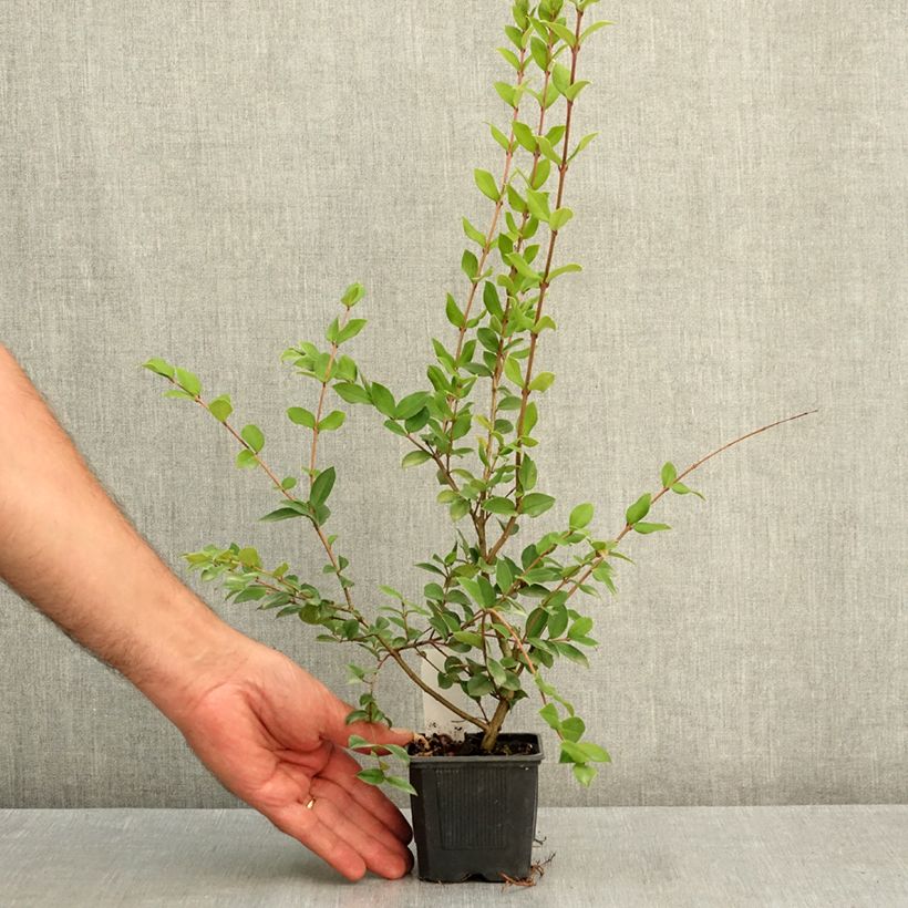 Exemplaar van Myrtus luma - Chileense mirte Kweekpotje van 8/9 cm zoals geleverd in de zomer