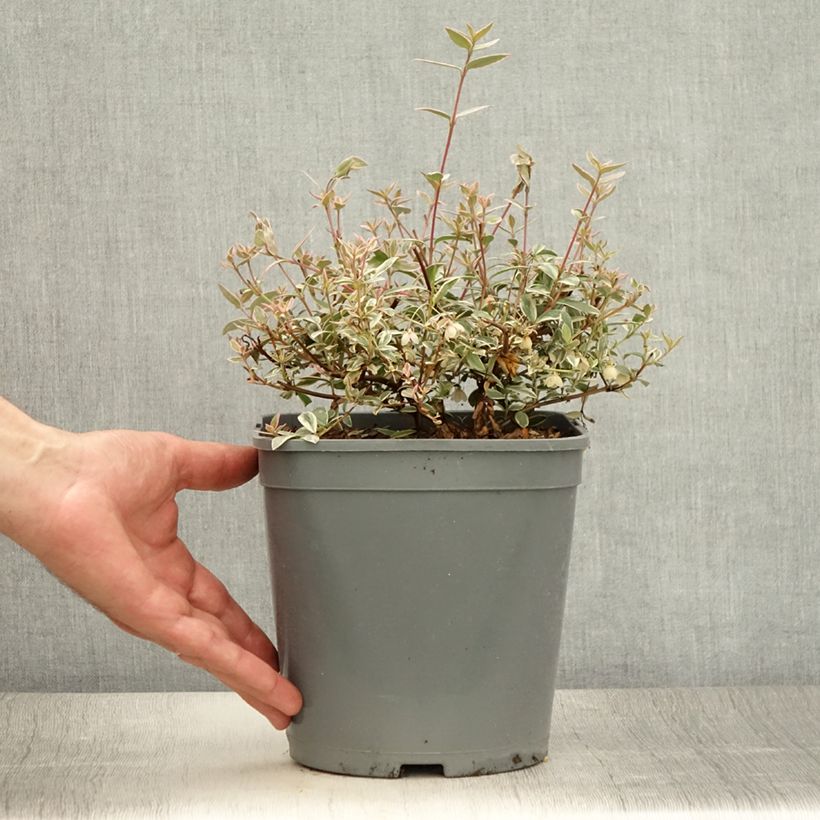 Exemplaar van Myrtus ugni Flambeau - Chileense guave Pot van 3 l/4 l zoals geleverd in de zomer