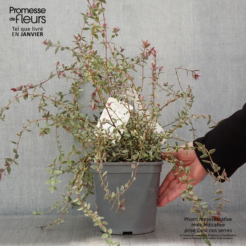Example of Myrtus ugni Flambeau - Chileense guave Pot van 3 l/4 l as you get in hiver
