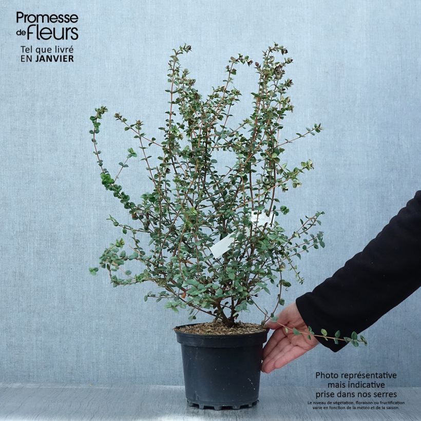 Example of Myrtus ugni ou Ugni molinae Elite Pot van 2 l/3 l as you get in hiver