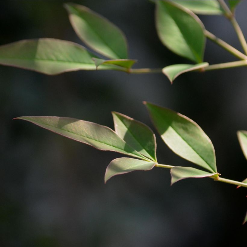 Nandina domestica - Hemelse bamboe (Foliage)